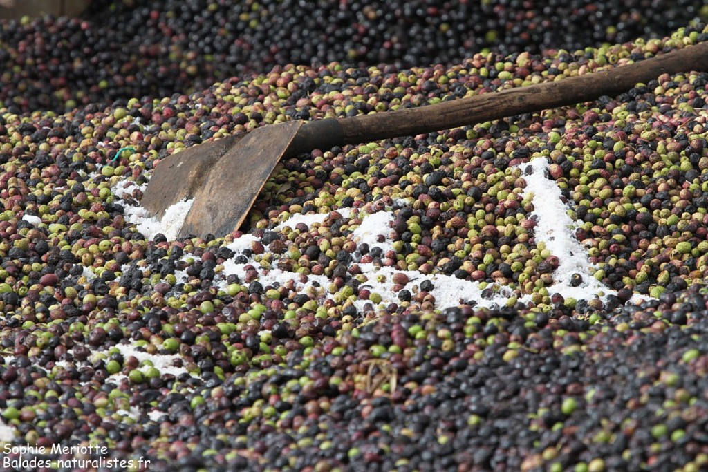 Olives sur la route en direction de Had Touabet