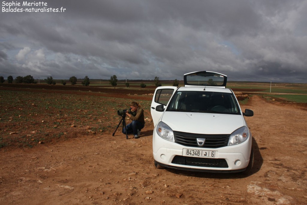 Observation sur la route en direction de Had Touabet