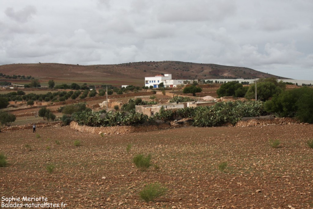 Route en direction de Had Touabet