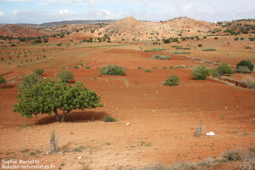 Route en direction de Had Touabet
