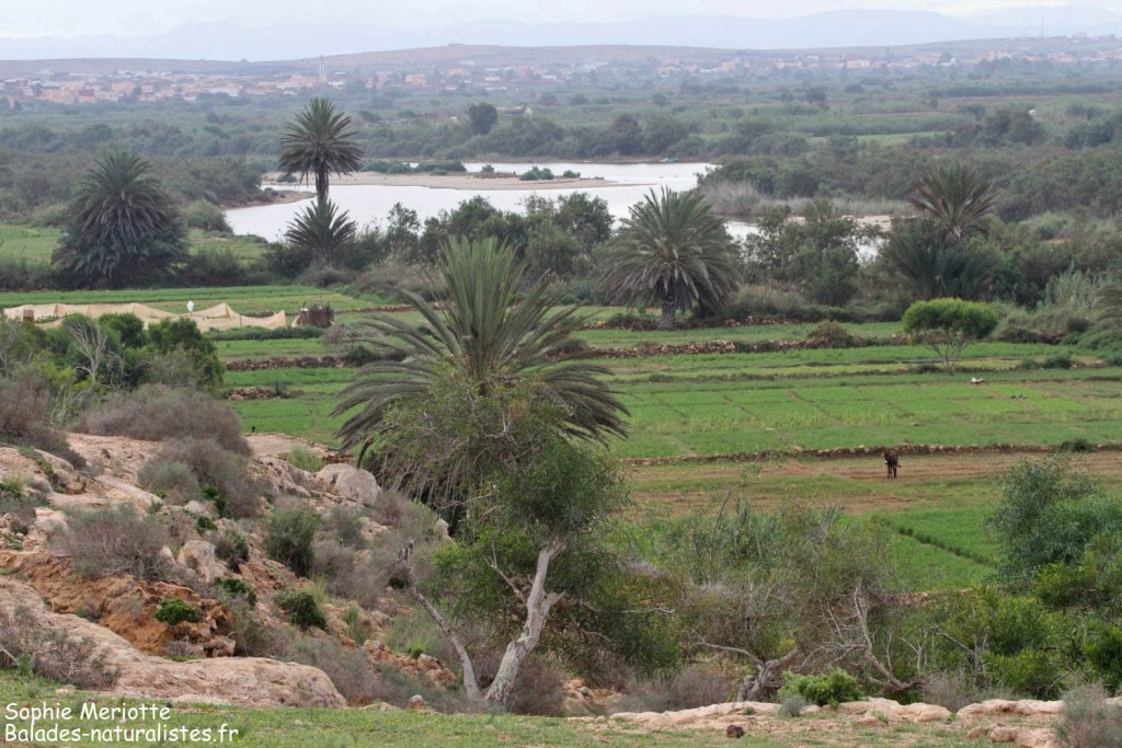 Oued Massa