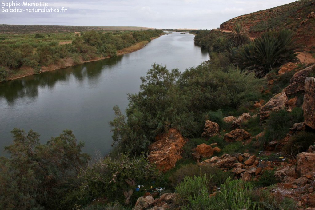 Oued Massa