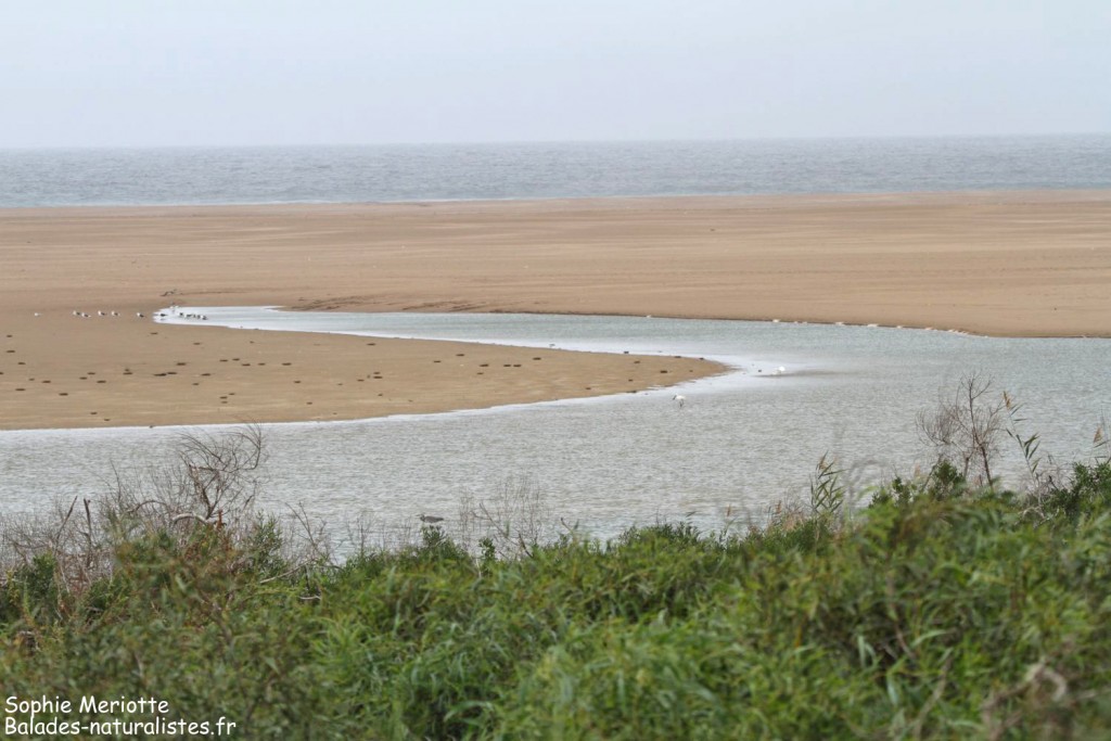 Oued Massa