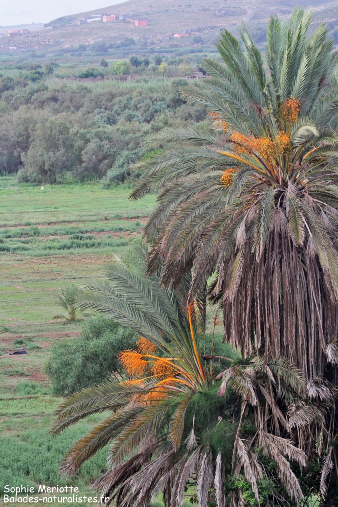 Vergers autour de l'Oued Massa