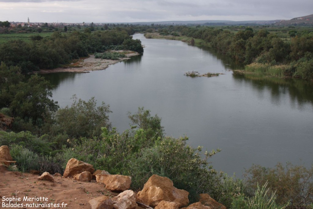 Oued Massa