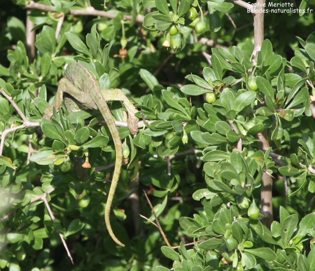 Caméléon dans l'Oued Ksab