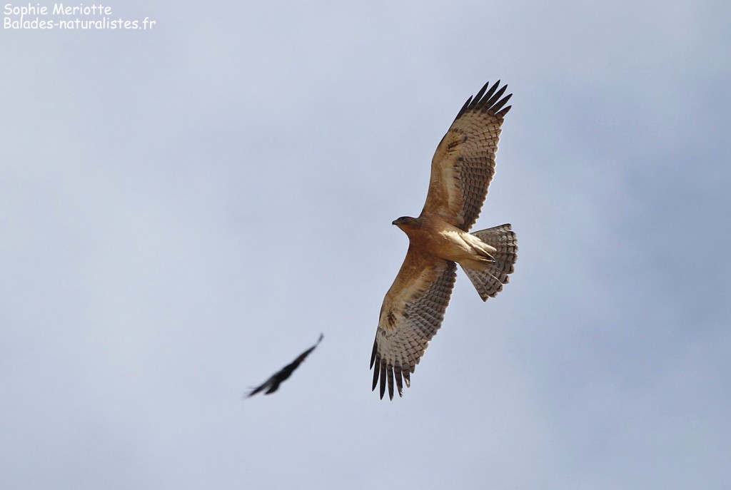 Jeune Aigle de Bonelli au Mont Oukaimden