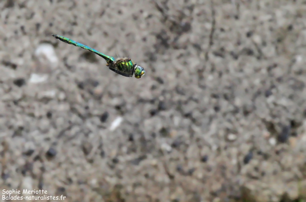 Chlorocordulie métallique, Lac de Topilo