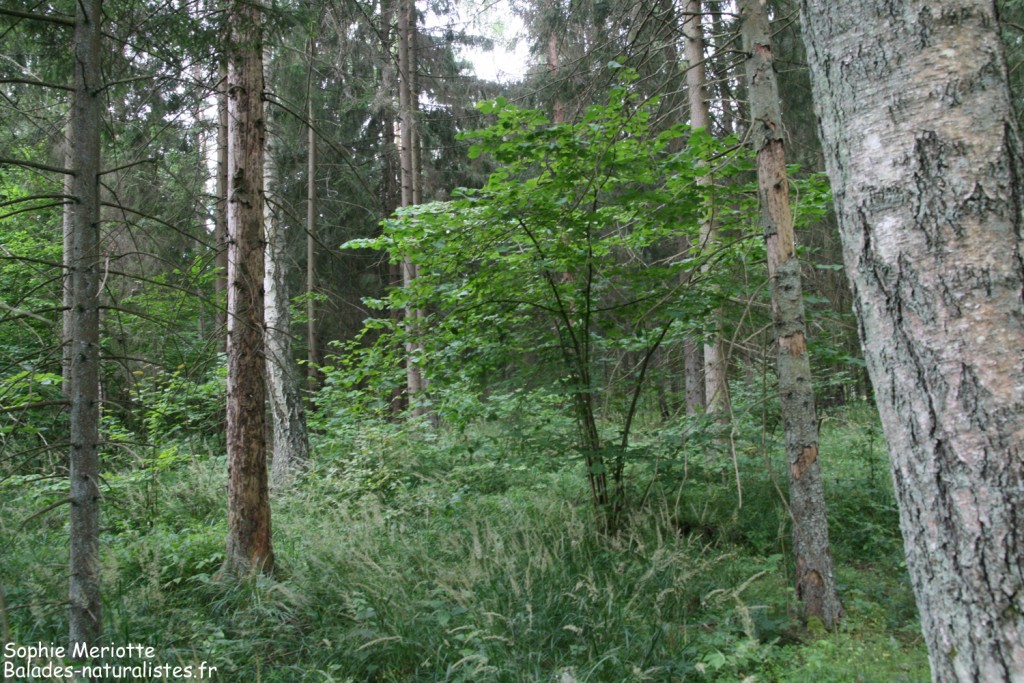 Forêt près du lac de Topilo