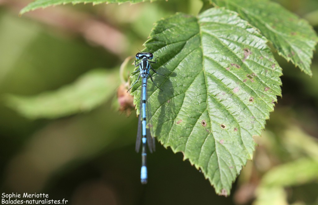 Agrion jouvencelle, Lac de Topilo