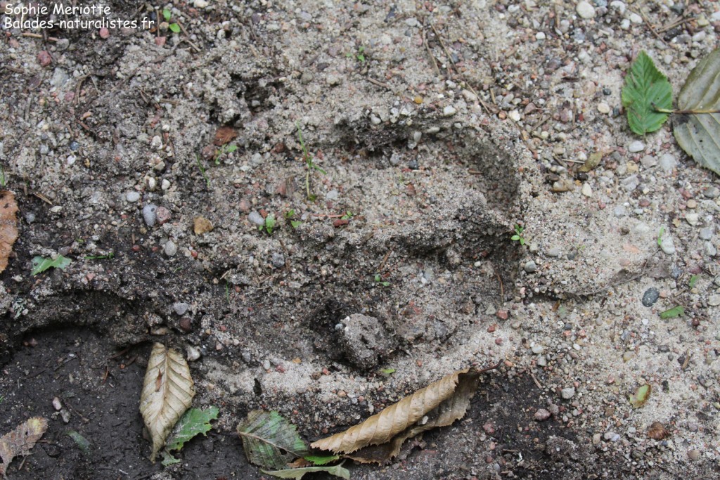 Trace de bison, Pojedynacki Tryb