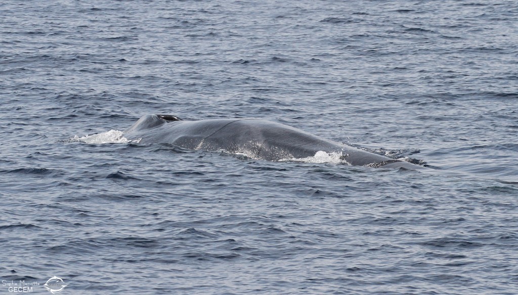 Sonde du rorqual commun