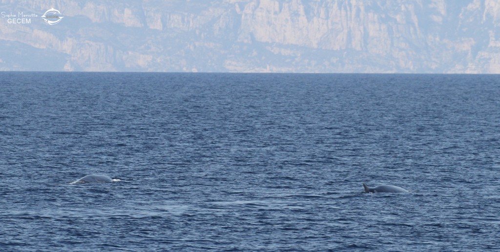 Groupe de Rorqual commun