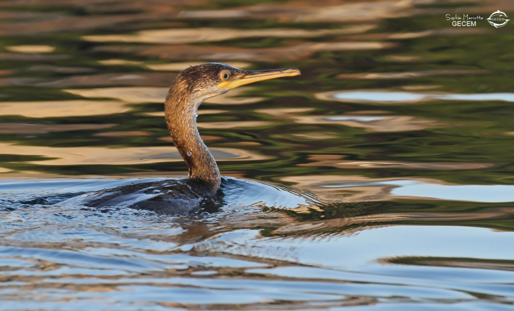 Cormoran huppé de Méditerranée immature dans le port du Frioul
