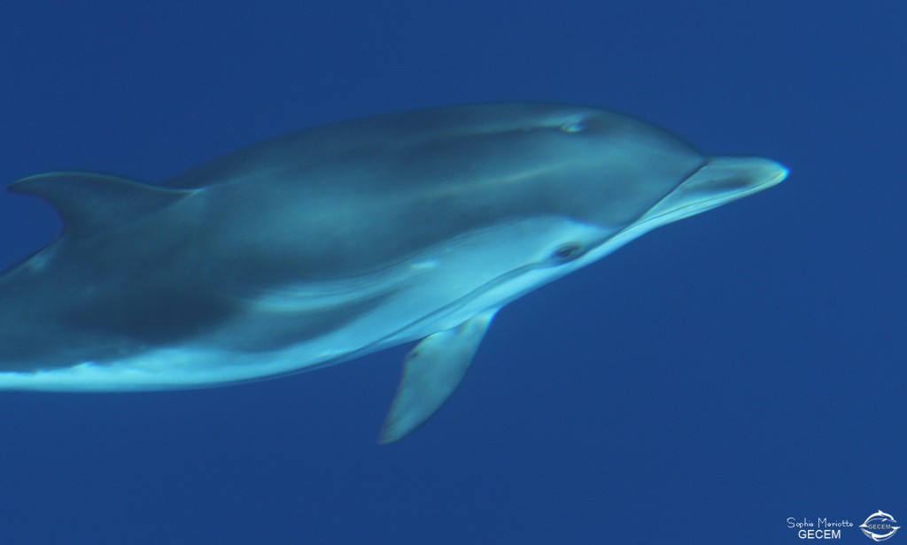 Dauphins bleu et blanc à l'étrave du voilier
