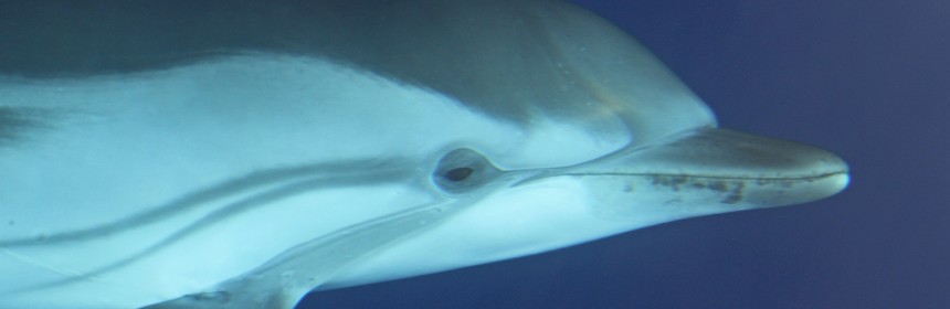Dauphins bleu et blanc à l'étrave du voilier