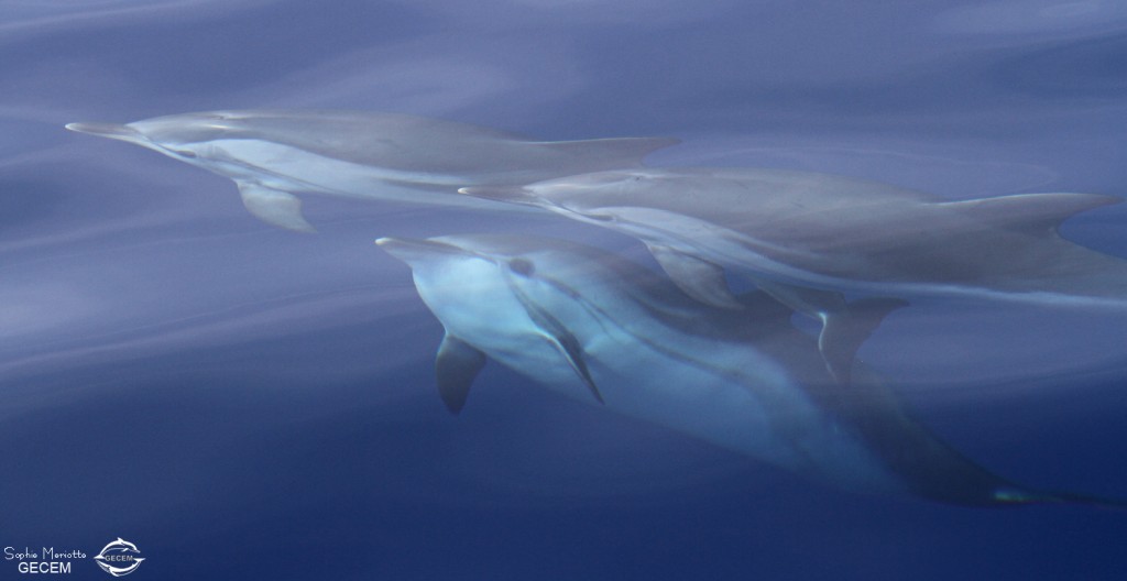 Dauphins bleu et blanc à l'étrave du voilier