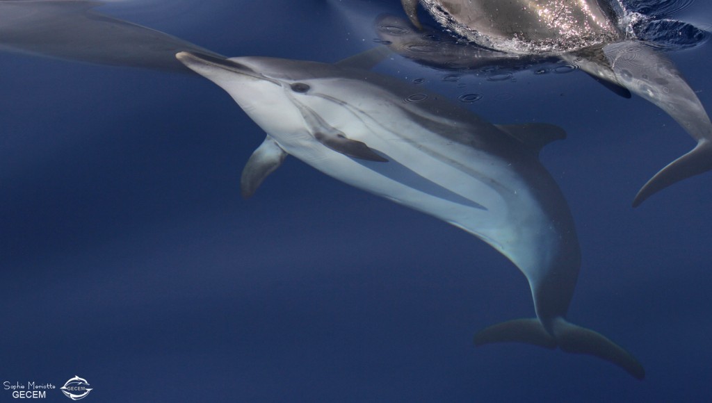 Dauphins bleu et blanc à l'étrave du voilier