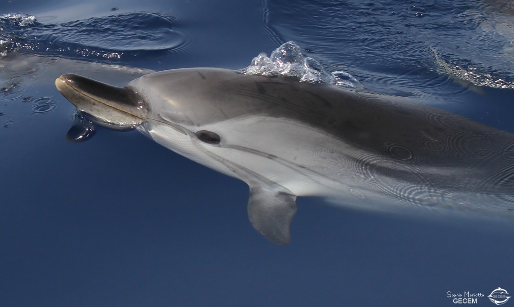 Dauphins bleu et blanc à l'étrave du voilier
