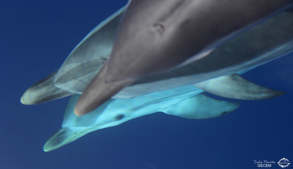 Dauphins bleu et blanc à l'étrave du voilier