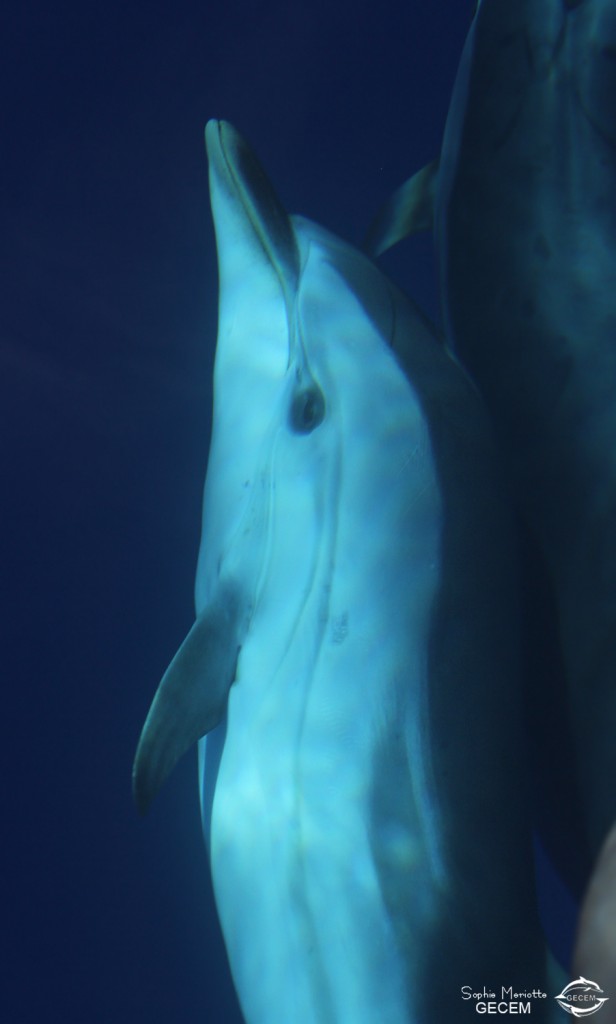 Dauphins bleu et blanc à l'étrave du voilier