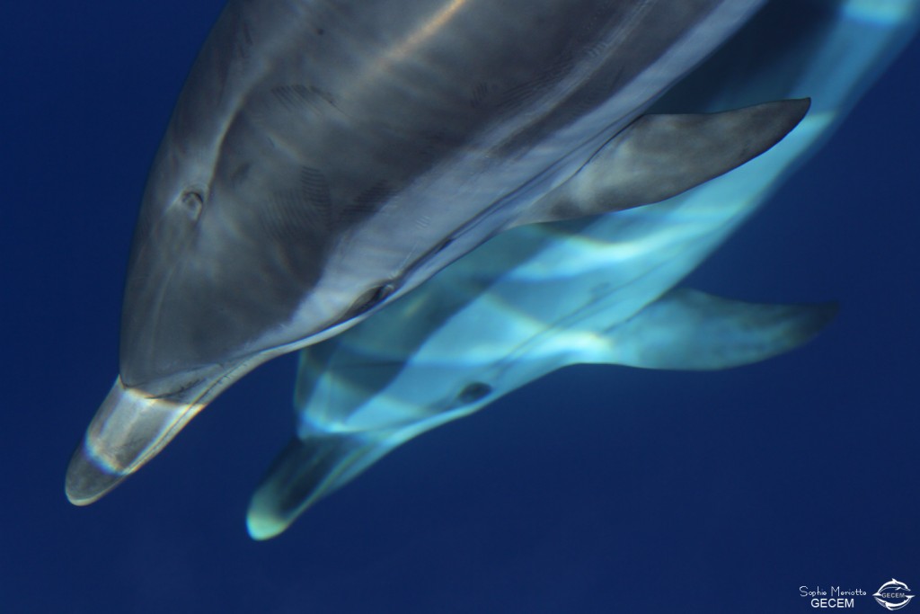 Dauphins bleu et blanc à l'étrave du voilier