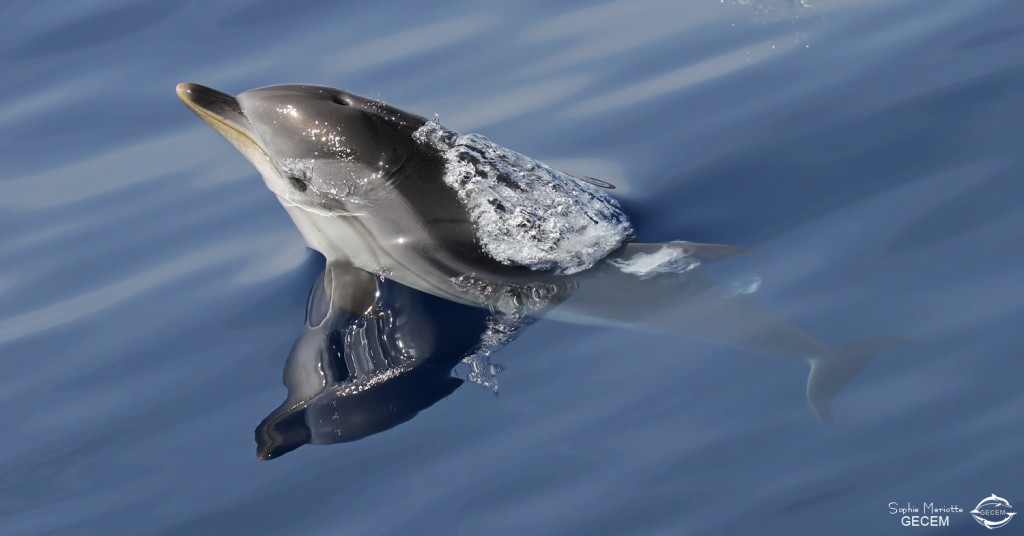 Dauphins bleu et blanc à l'étrave du voilier
