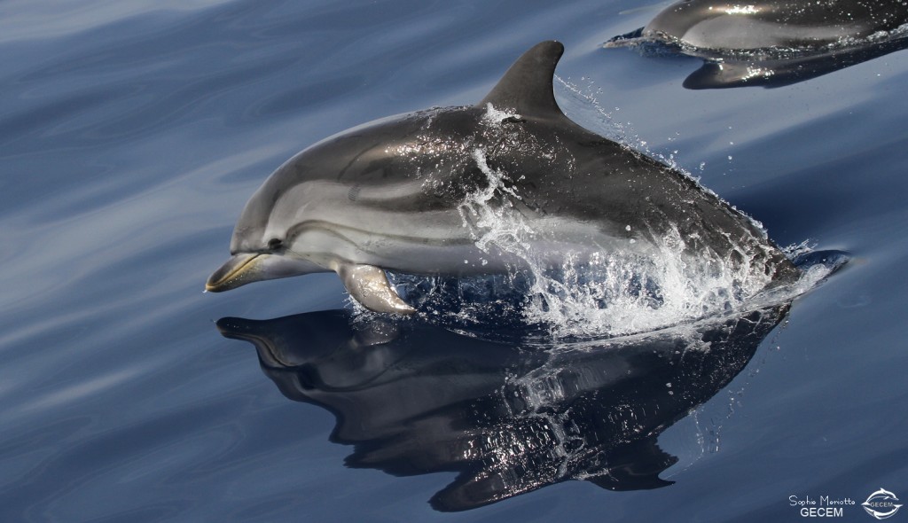 Dauphins bleu et blanc à l'étrave du voilier