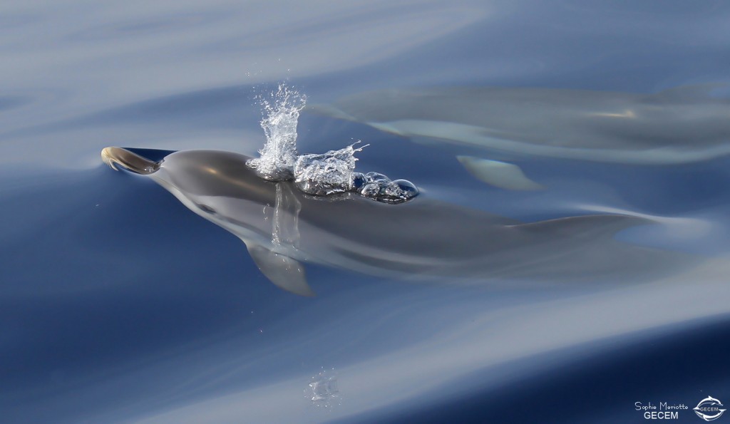 Dauphins bleu et blanc à l'étrave du voilier