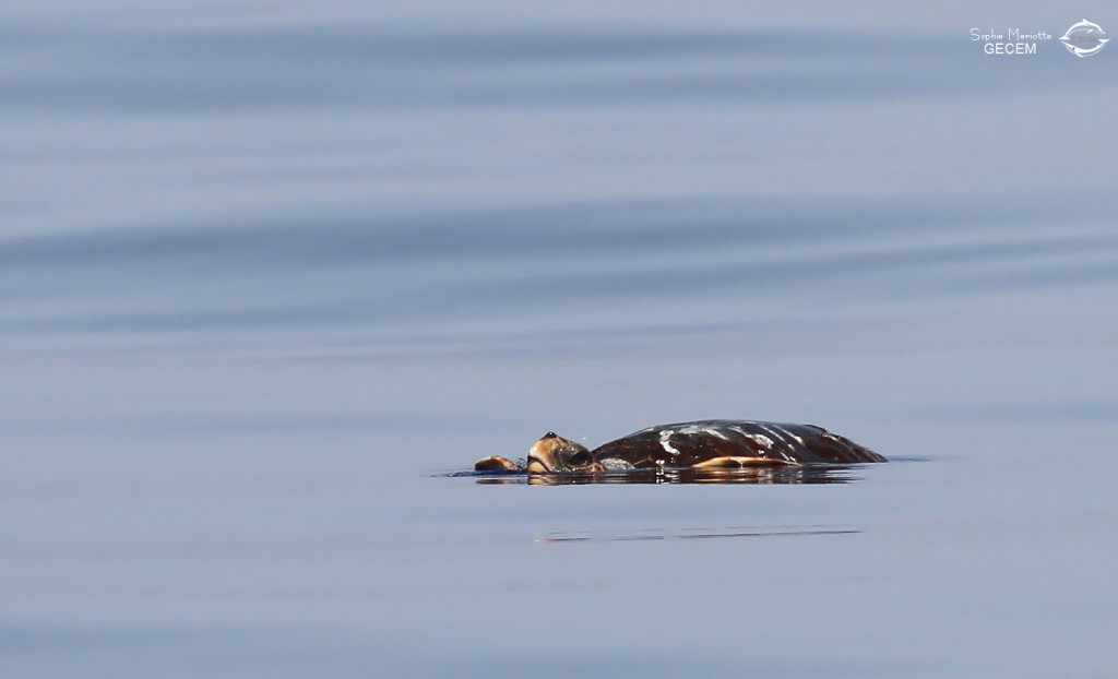 Tortue caouanne au large de Marseille