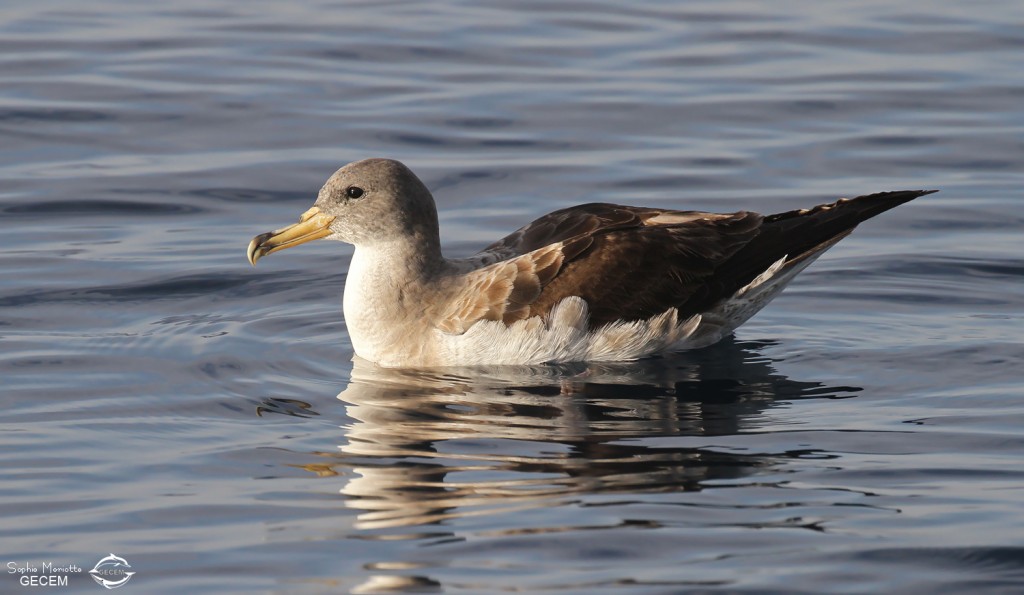 Puffin de Scopoli au large de Marseille