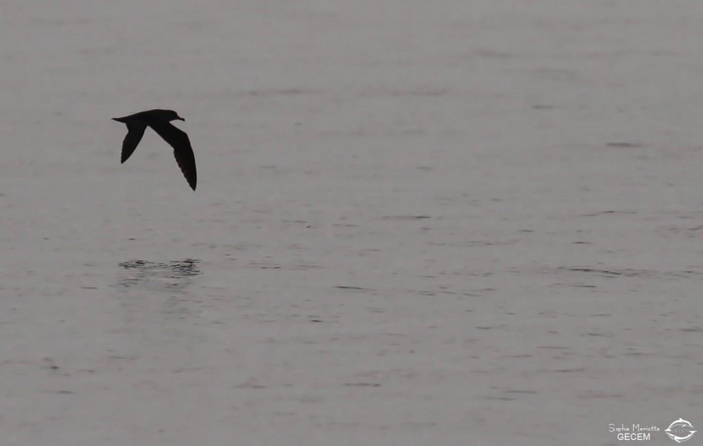 Puffin de Scopoli au large de Marseille