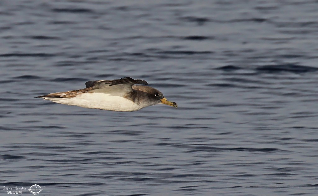 Puffin de Scopoli au large de Marseille
