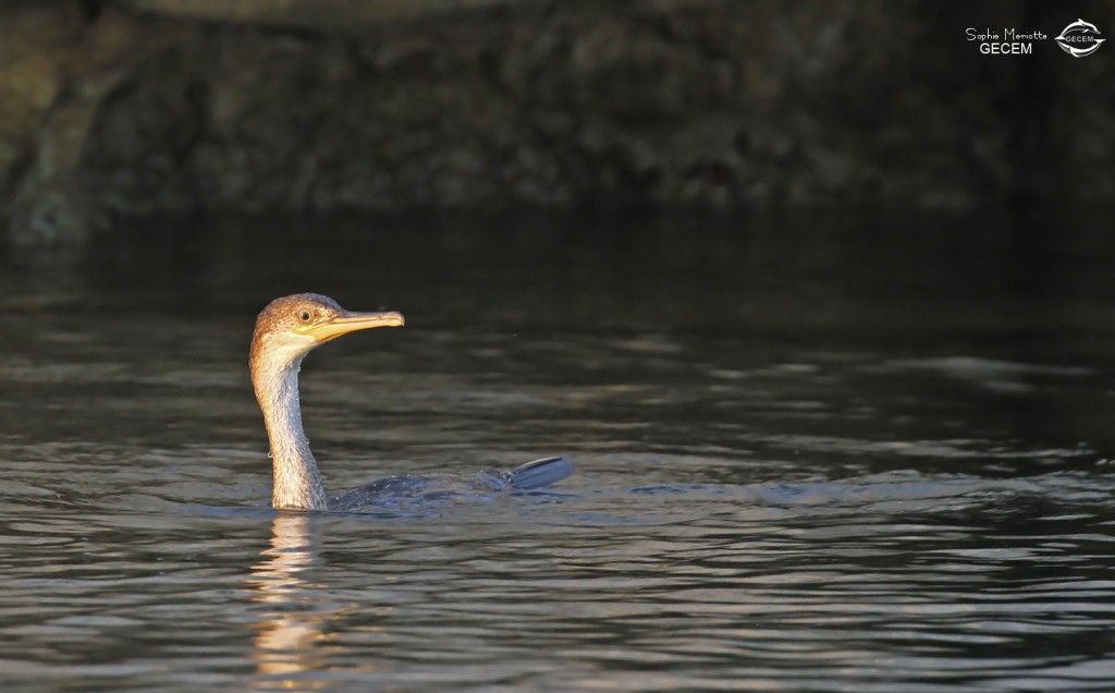 Cormoran huppé de Méditerranée immature dans le port du Frioul