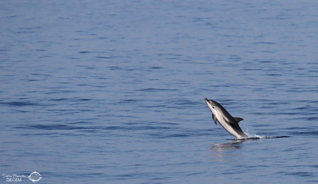 Dauphin bleu et blanc sautant loin à l'arrière du bateau, Sortie DDV du 15/10/2017