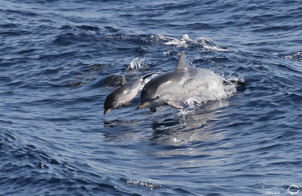 Dauphin bleu et blanc avec son jeune sautant à l'arrière du bateau, Sortie DDV du 15/10/2017