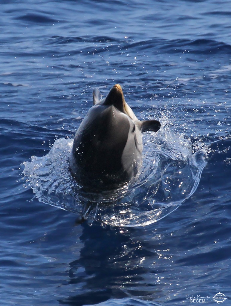 Dauphin bleu et blanc sautant à l'arrière du bateau, Sortie DDV du 15/10/2017