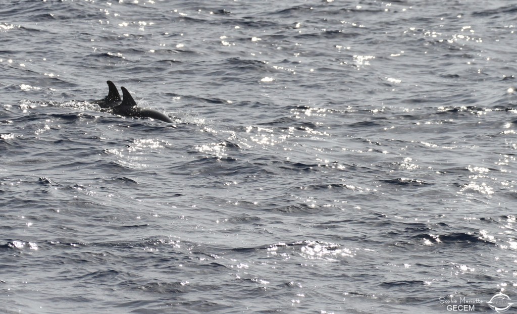 Dauphins bleu et blanc au large des côtes varoises, août 2017