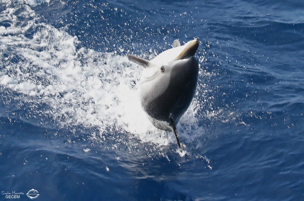 Saut de Dauphin bleu et blanc