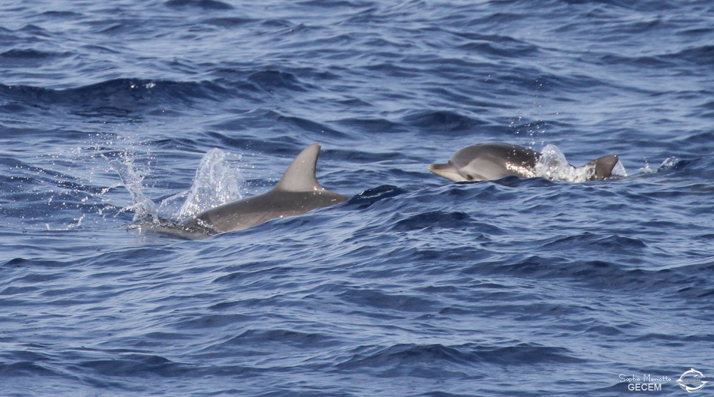 Dauphins bleu et blanc au large des côtes varoises, août 2017