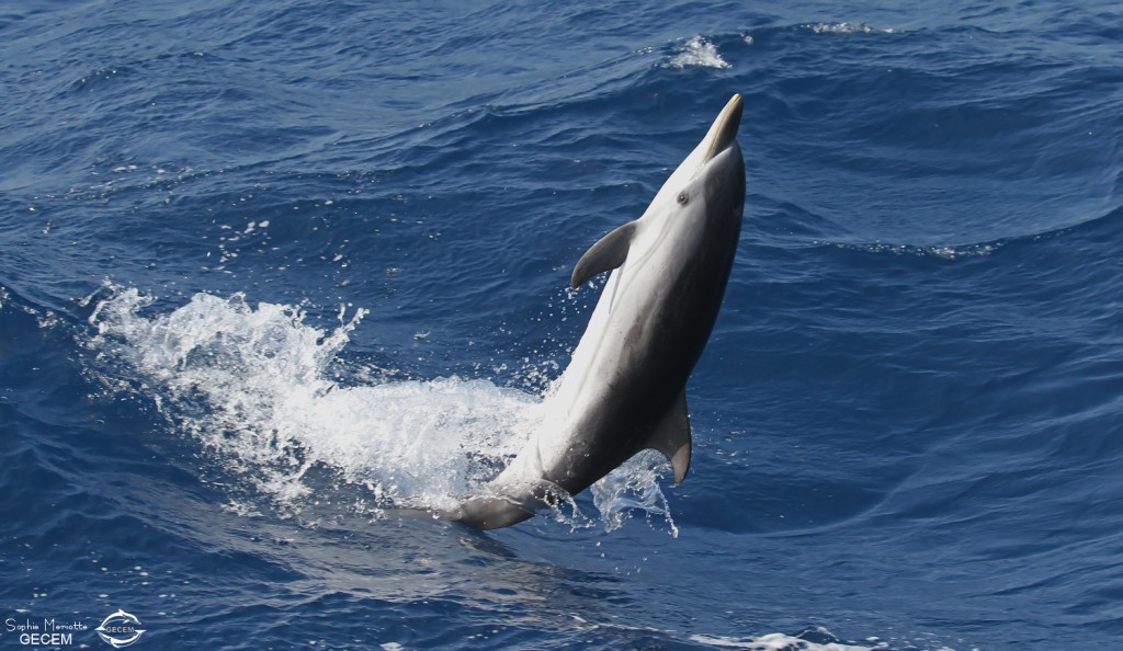 Dauphin bleu et blanc jouant dans les vagues
