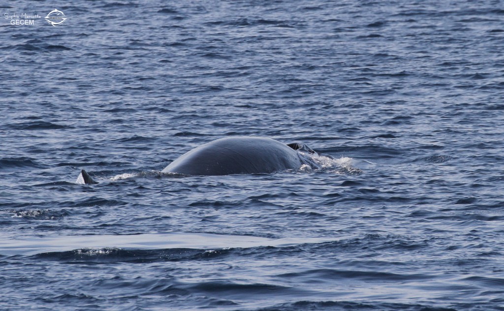 Rorqual commun