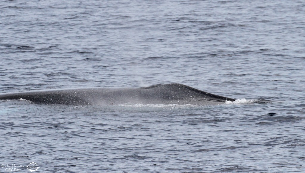 Souffle du Rorqual commun