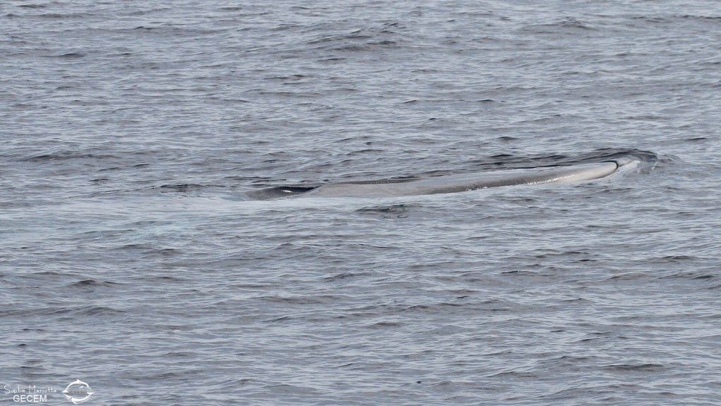 Rorqual commun