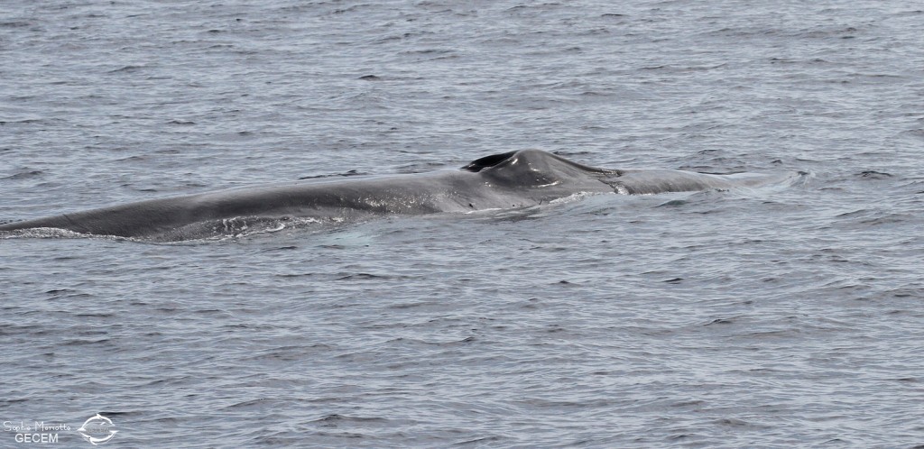 Rorqual commun