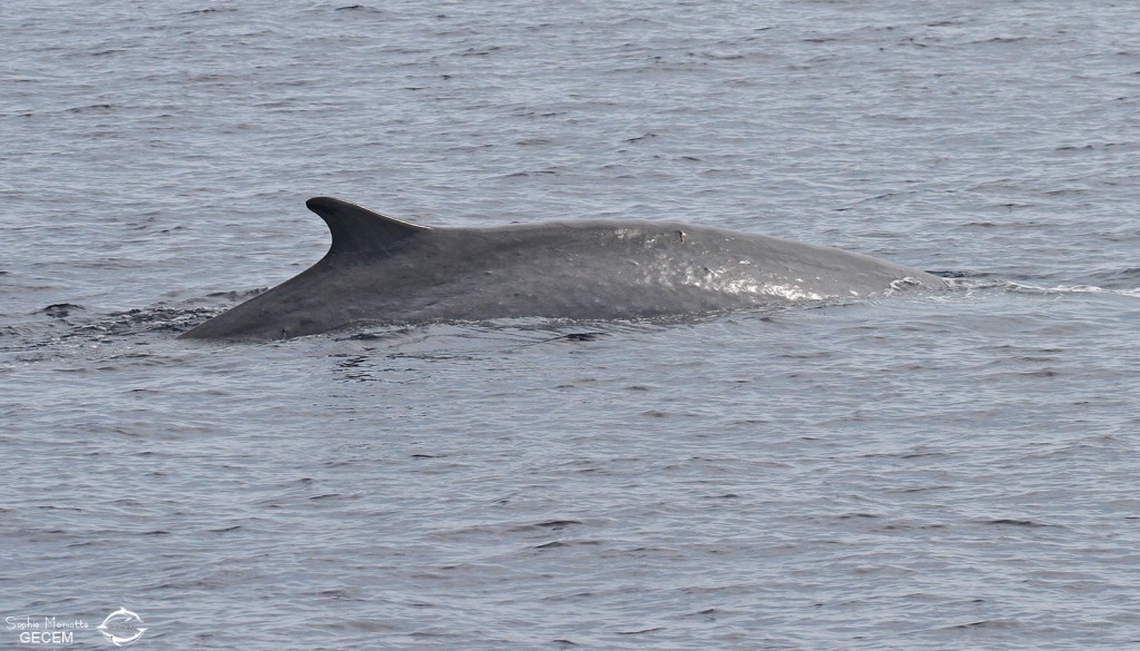 Rorqual commun