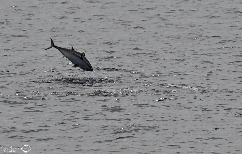 Thon en pleine partie de pêche