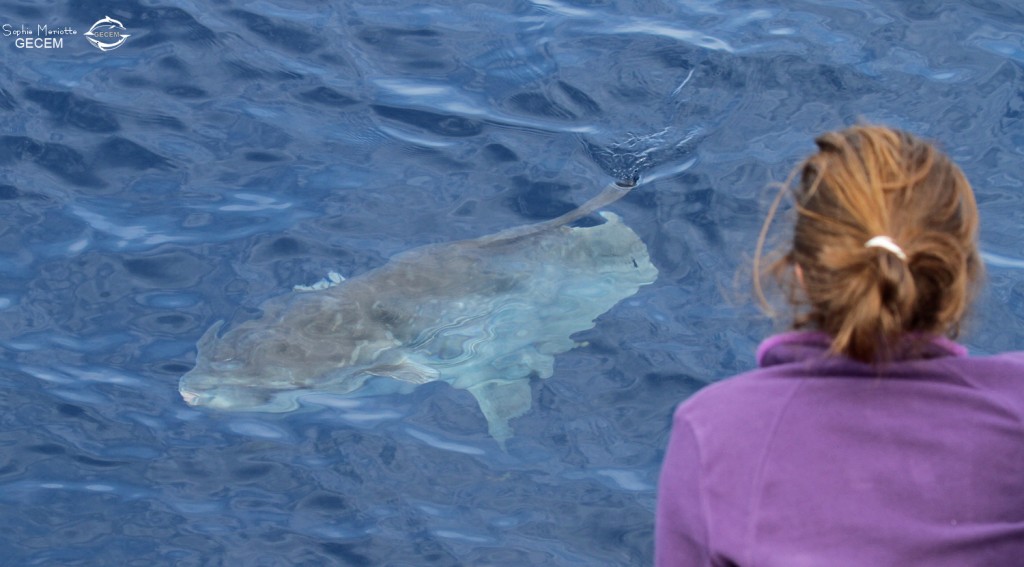 Un poisson lune curieux passe près du bateau