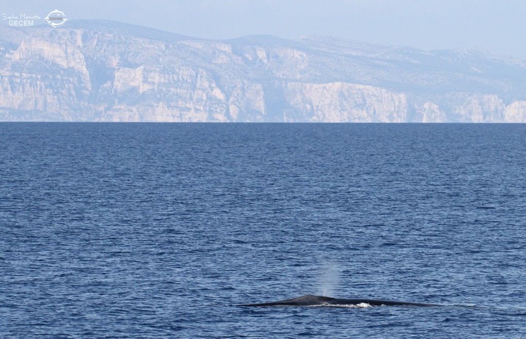 Rorqual commun devant les calanques