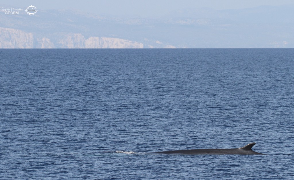 Rorqual commun devant les calanques